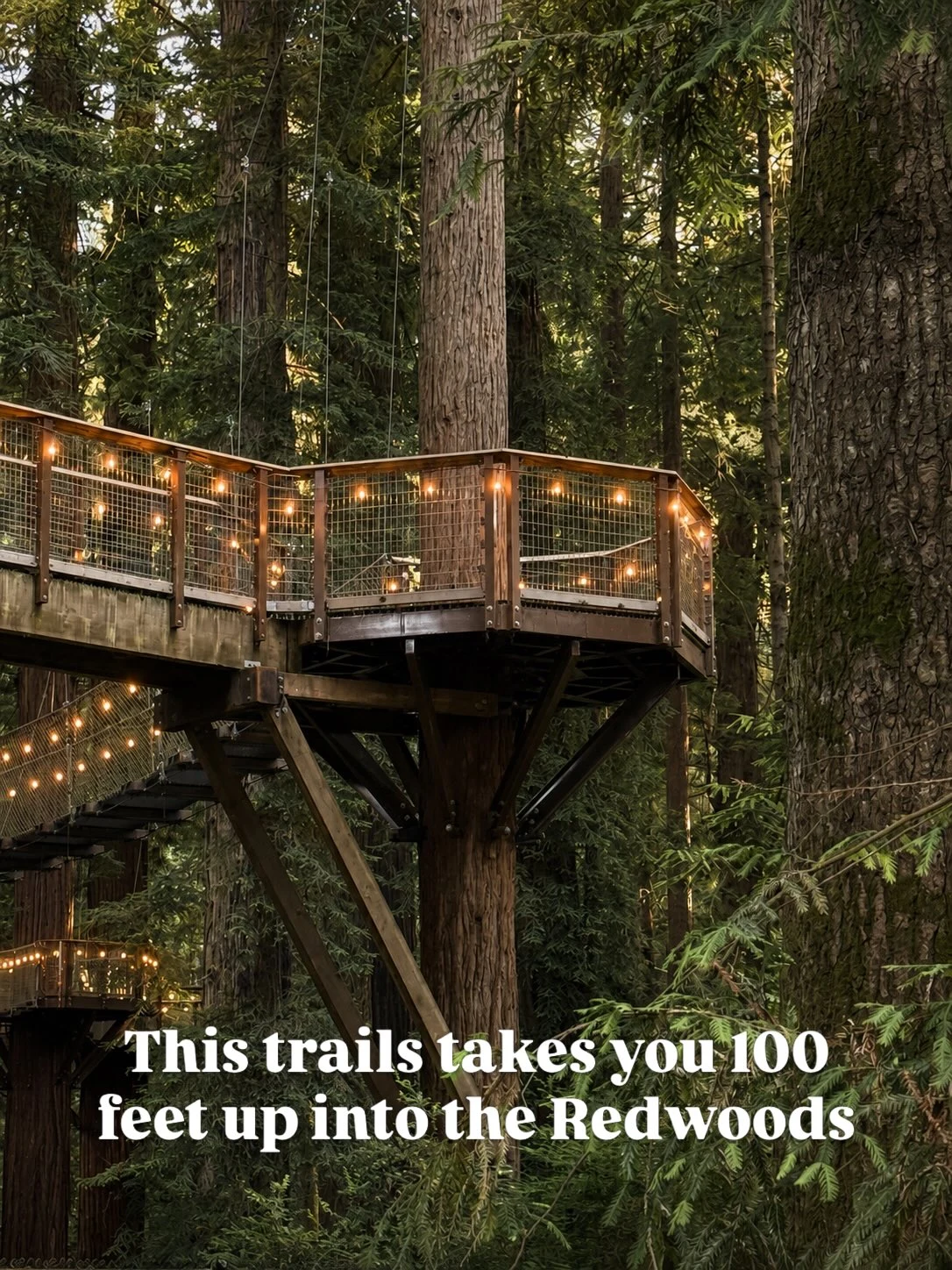 Elevated Redwood Sky Walk platform surrounded by redwood trees