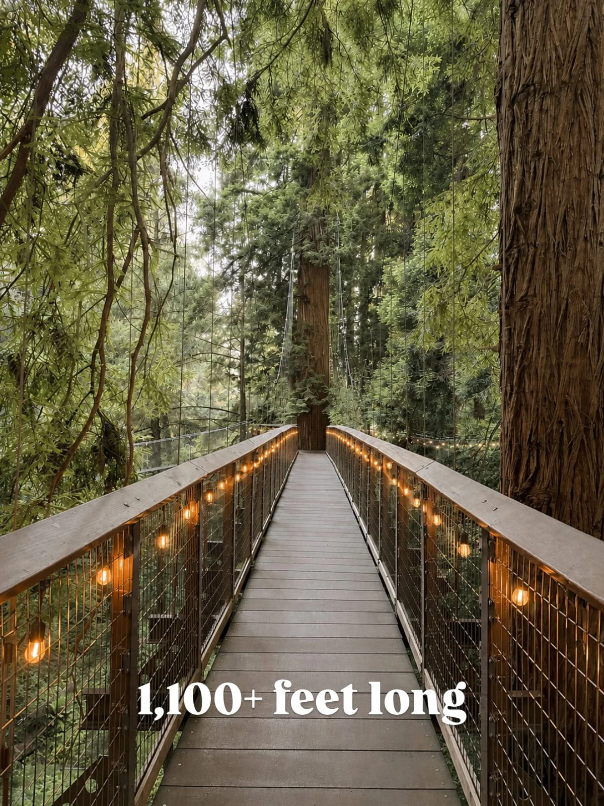 Redwood Sky Walk bridge among tall redwood trunks