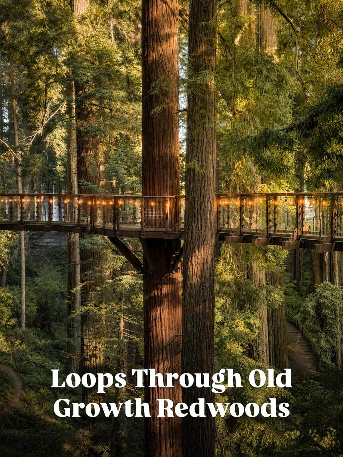 Visitors walking the elevated bridge through the redwoods