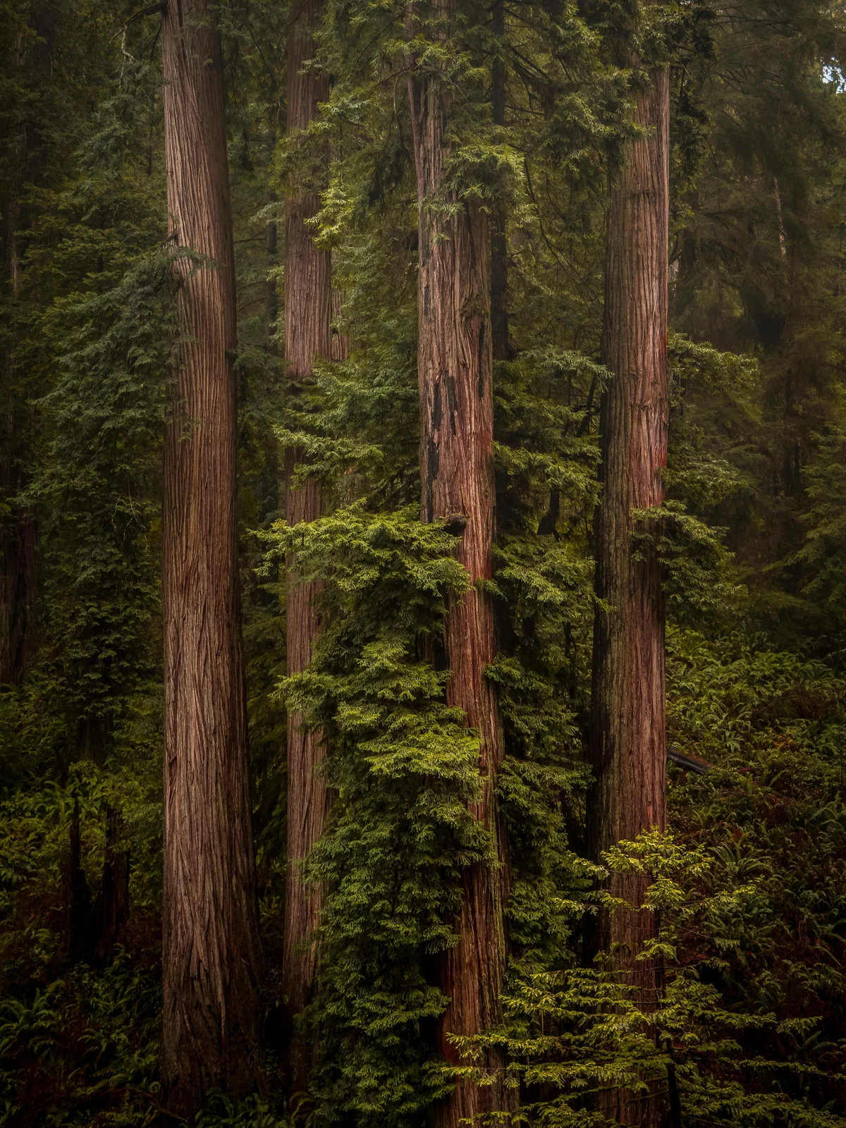 Redwood trunks and ferns at Sequoia Park Zoo