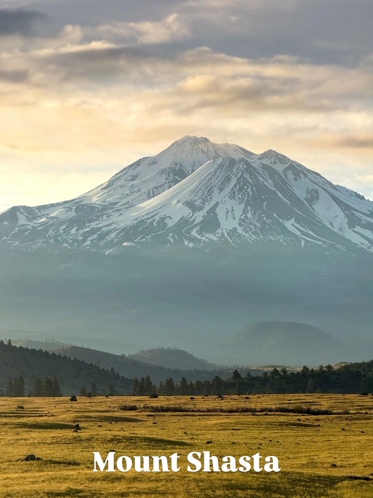 Mount Shasta above the surrounding forest